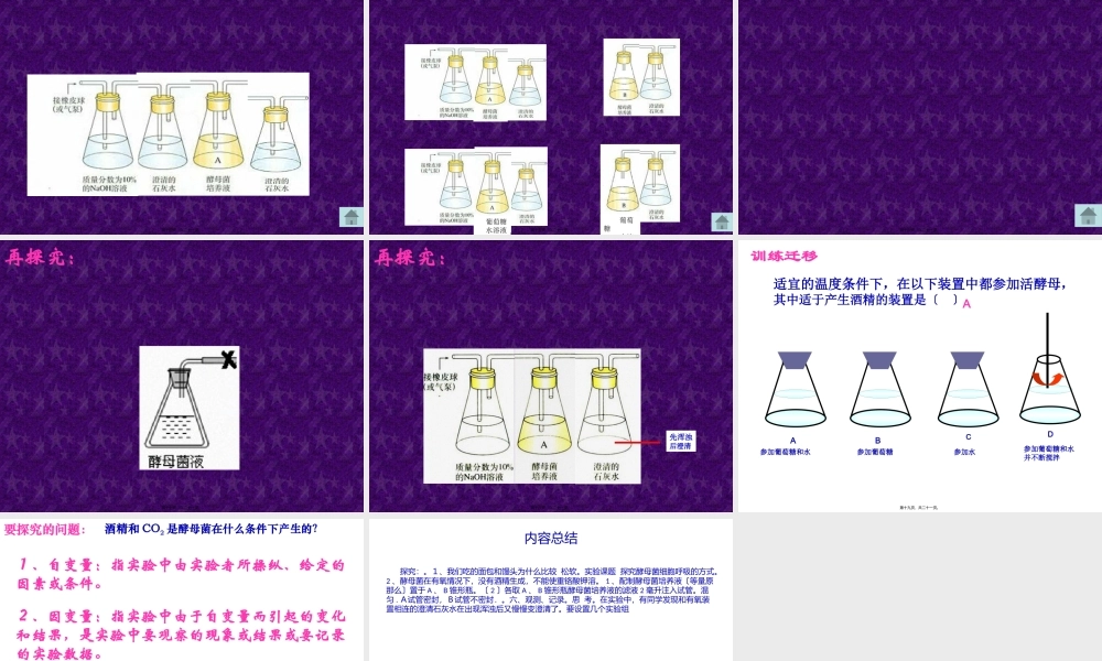 531细胞呼吸之酵母菌细胞呼吸方式.pptx