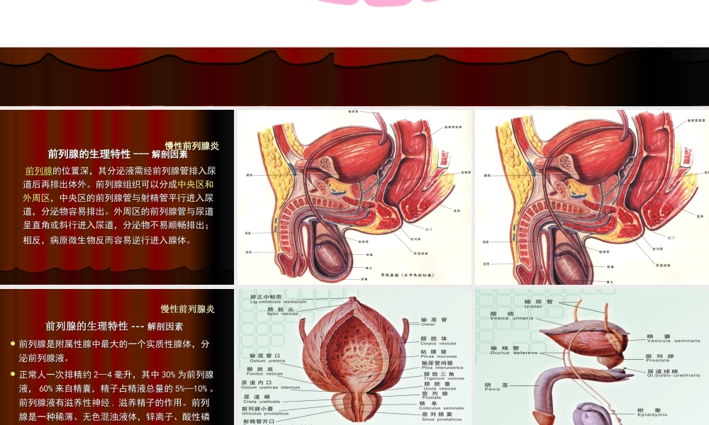 54男科-慢性前列腺(1).ppt