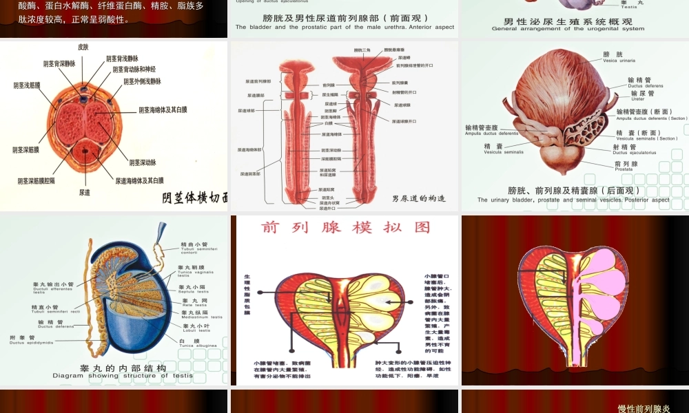 54男科-慢性前列腺(1).ppt