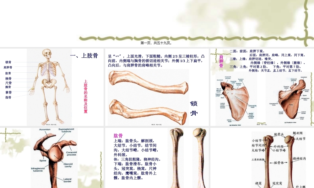5上肢骨及其连结、下肢骨及其连结.pptx