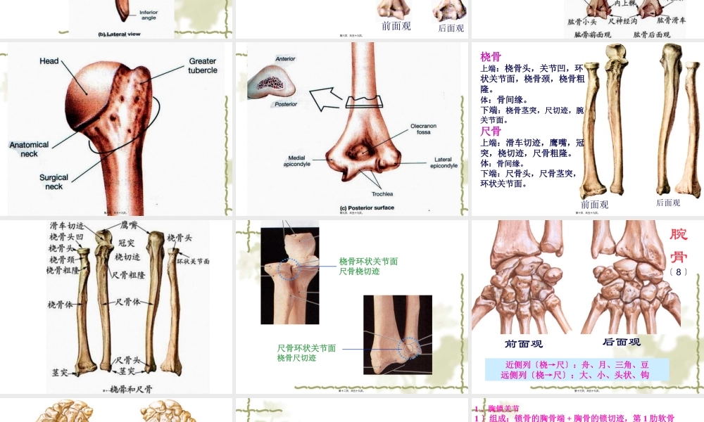 5上肢骨及其连结、下肢骨及其连结.pptx
