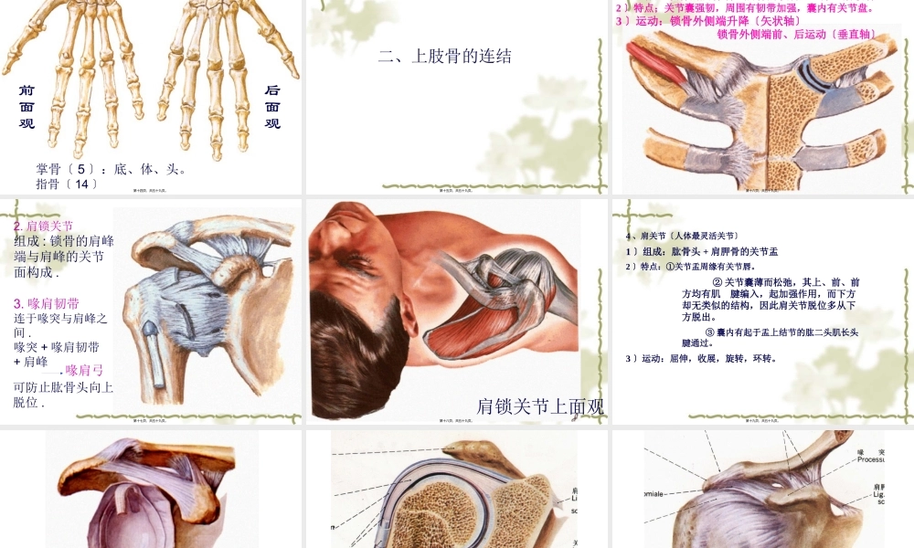 5上肢骨及其连结、下肢骨及其连结.pptx