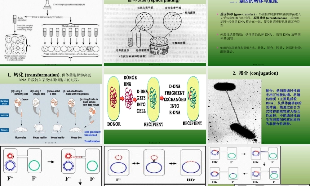 5细菌的遗传与变异.pptx