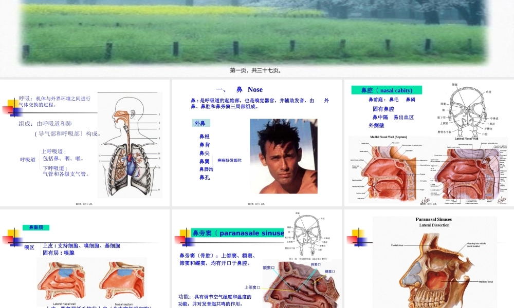 6----呼吸系统.pptx