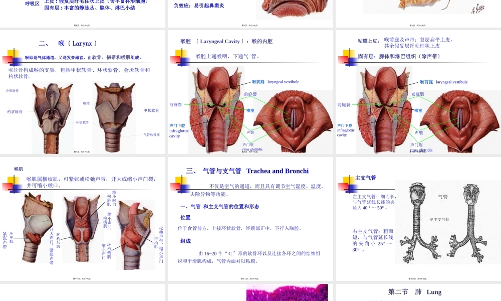 6----呼吸系统.pptx