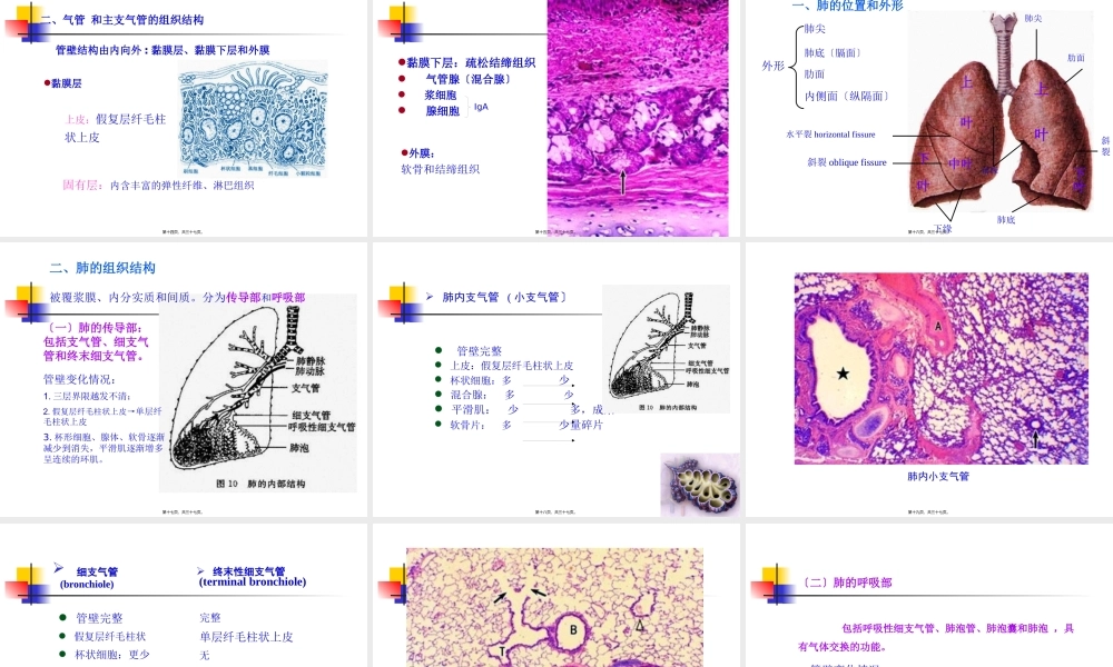 6----呼吸系统.pptx