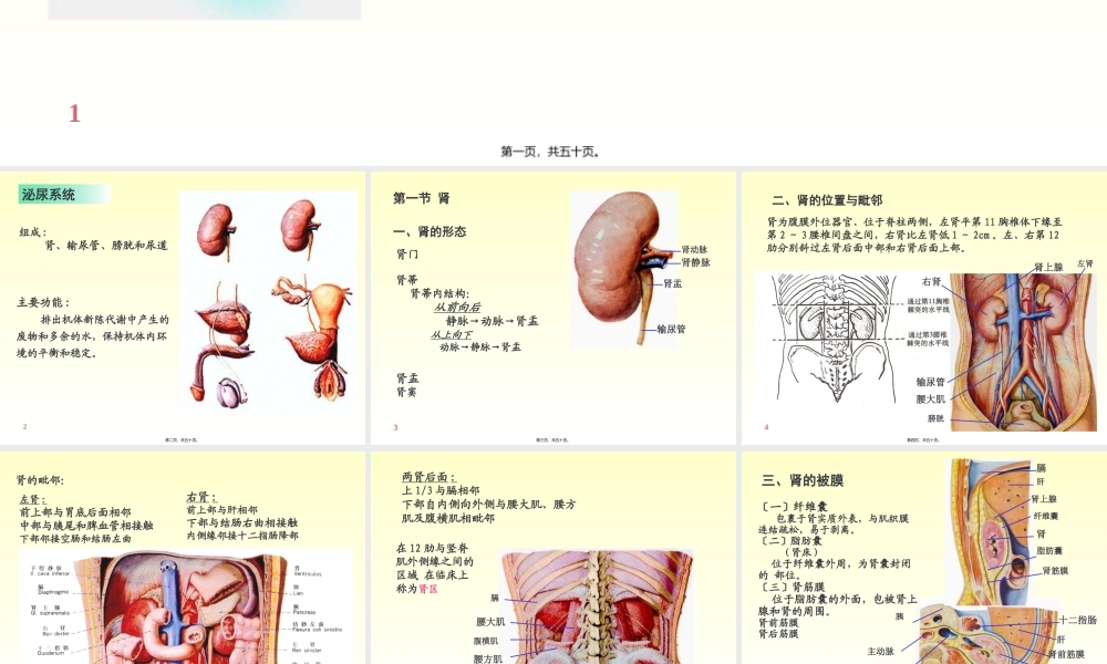 6-泌尿系统.pptx
