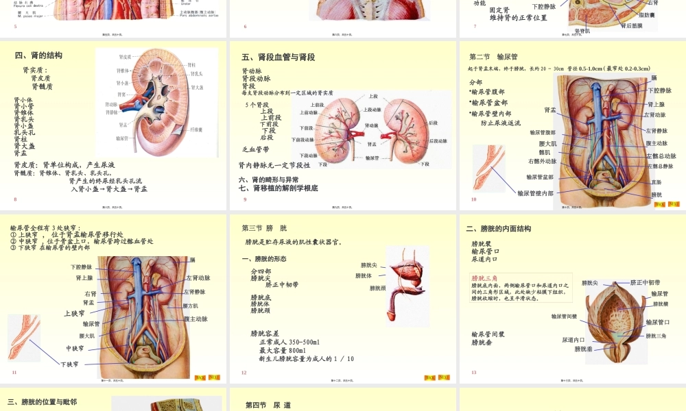 6-泌尿系统.pptx