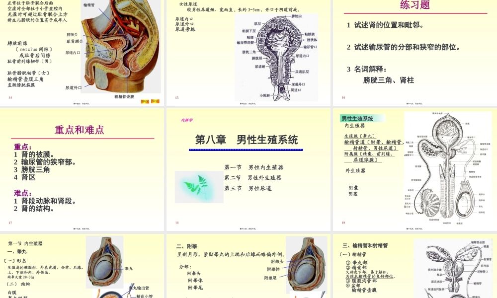 6-泌尿系统.pptx
