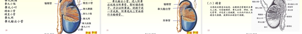 6-泌尿系统.pptx