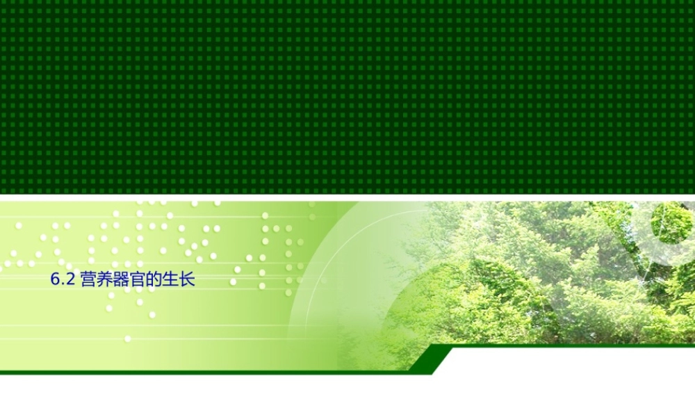 6.2营养器官的生长.pptx