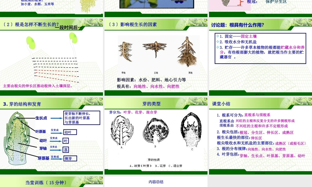 6.2营养器官的生长.pptx