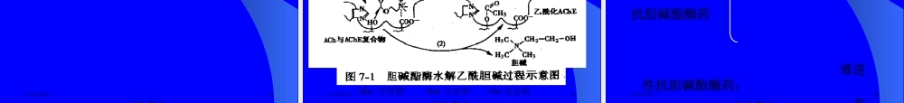 6.7-胆碱受体激动药抗胆碱酯酶药.pptx