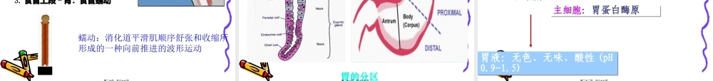 6.消化与吸收概述.pptx