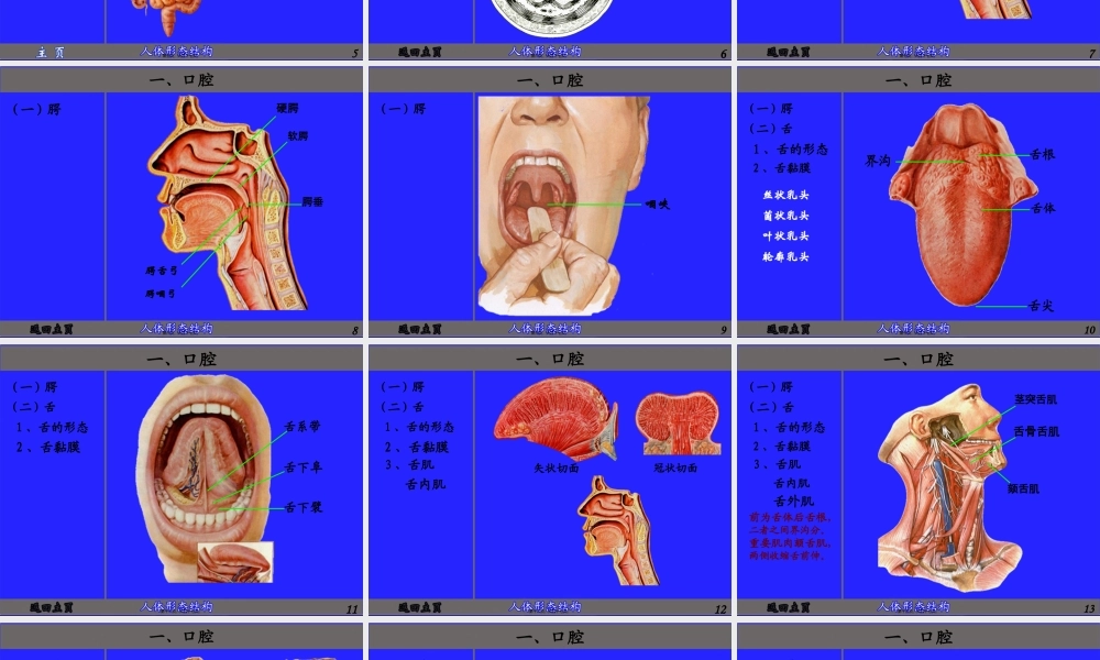 6.消化管(厦门医高专).pptx