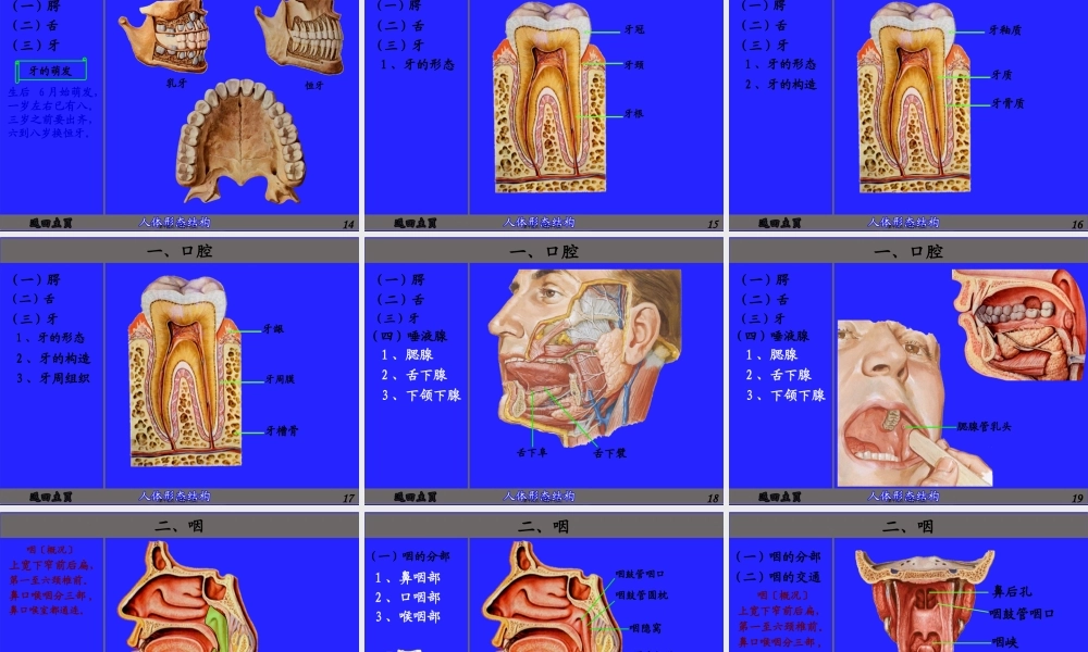 6.消化管(厦门医高专).pptx