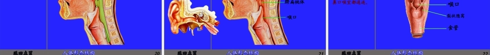 6.消化管(厦门医高专).pptx