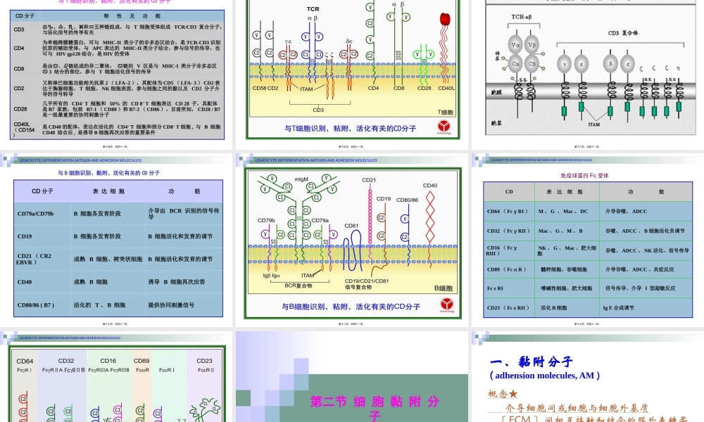 7.白细胞分化抗原和粘附分子.pptx