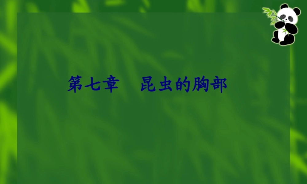 7昆虫的胸部全解.pptx