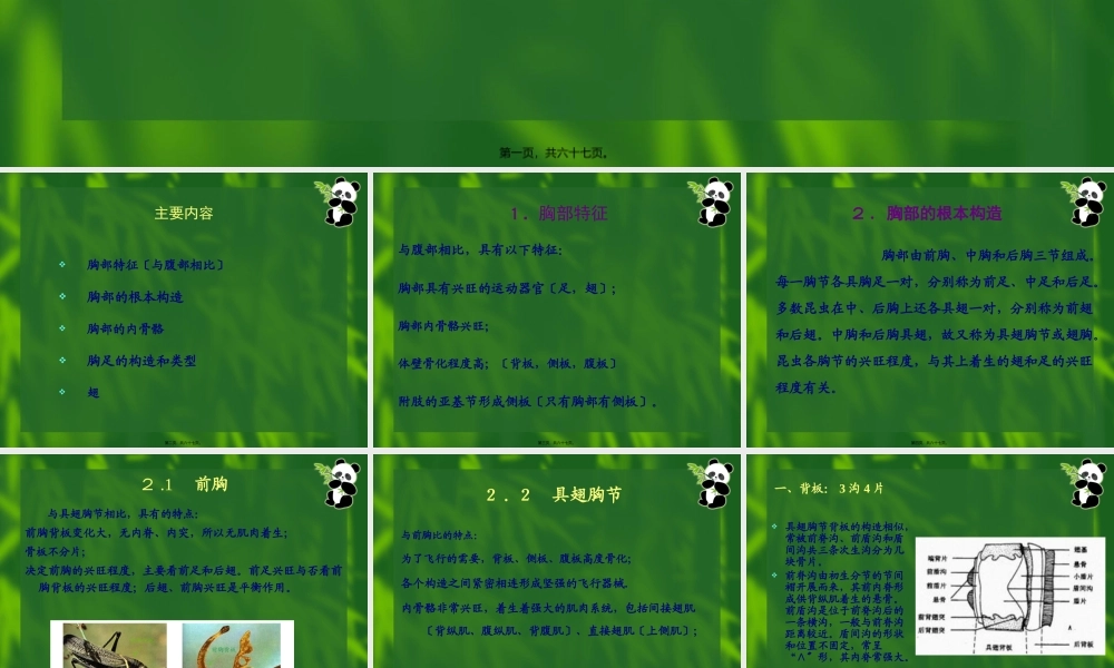 7昆虫的胸部全解.pptx