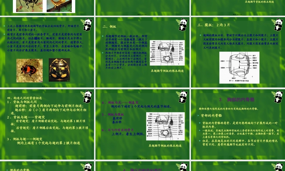 7昆虫的胸部全解.pptx