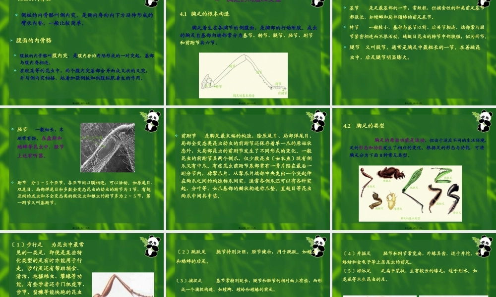 7昆虫的胸部全解.pptx