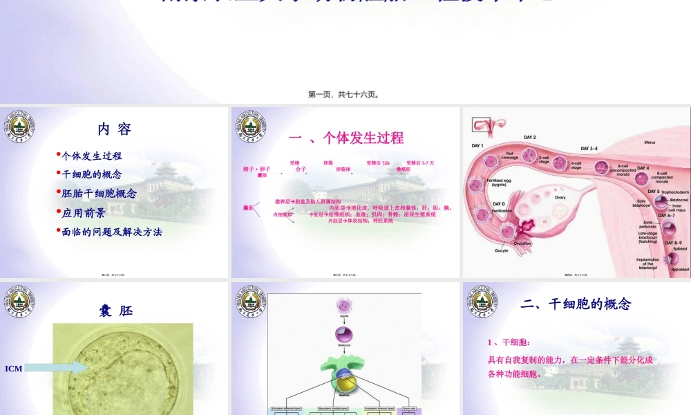 7新4ES胚胎干细胞.pptx