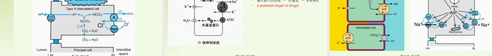 8-利尿药.pptx