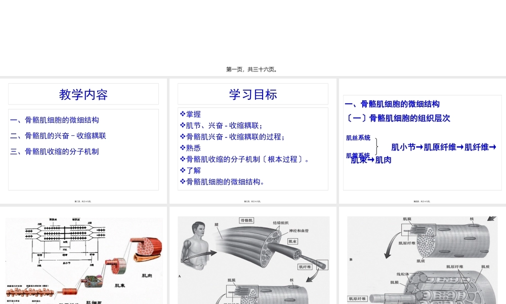 8-骨骼肌收缩的分子机制.pptx