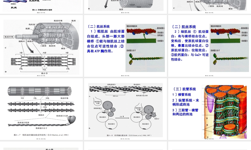 8-骨骼肌收缩的分子机制.pptx
