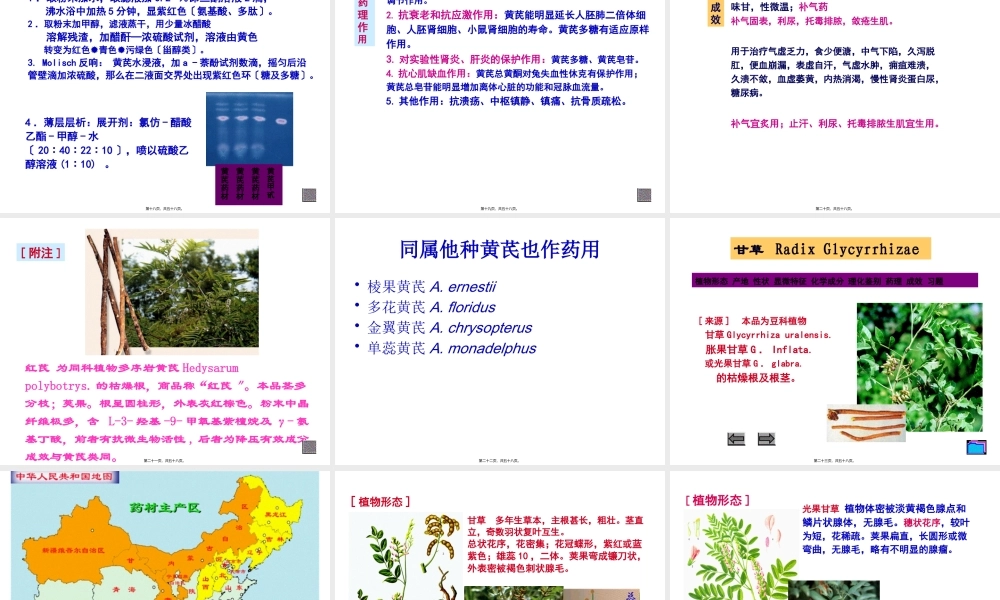 8生药学--豆科.pptx