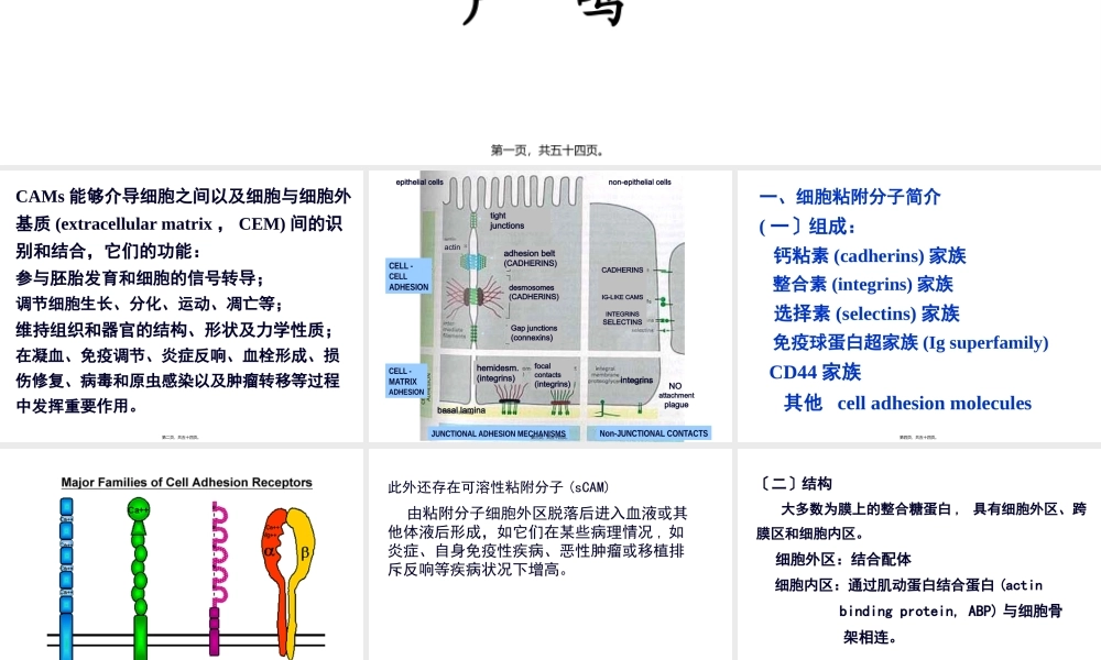 8细胞粘附分子(研01).pptx