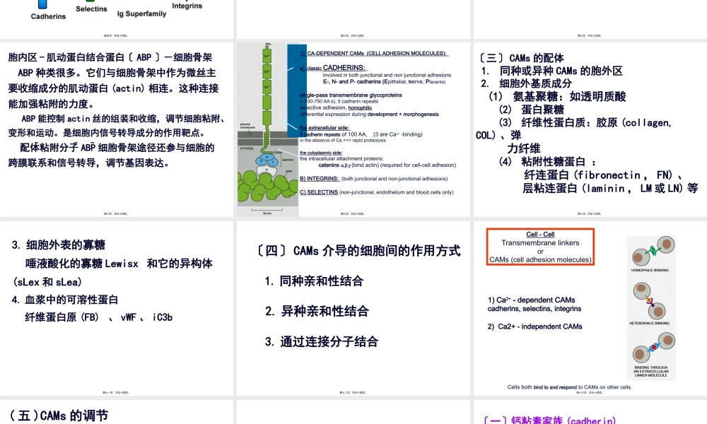 8细胞粘附分子(研01).pptx