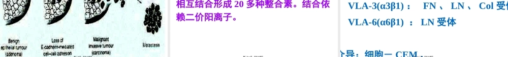 8细胞粘附分子(研01).pptx