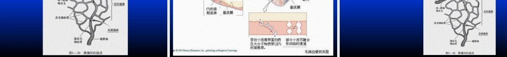 8血管生理.pptx