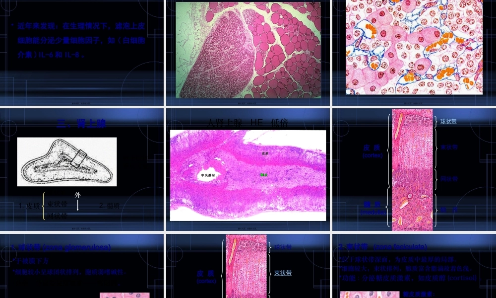 9.内分泌系统.pptx