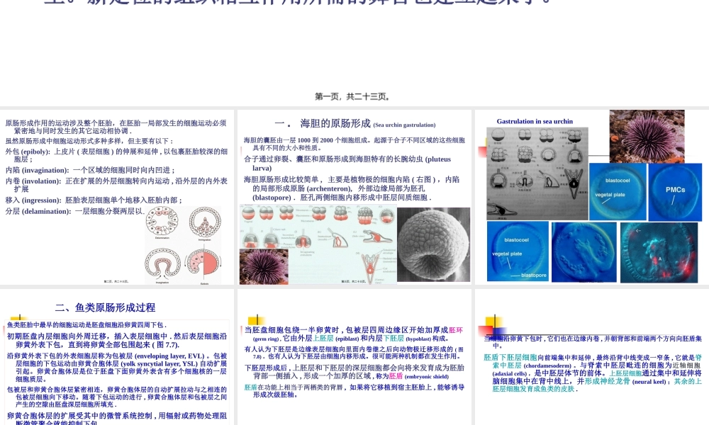 A-第4章--原肠形成.pptx