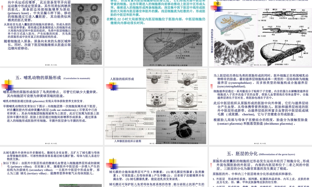 A-第4章--原肠形成.pptx