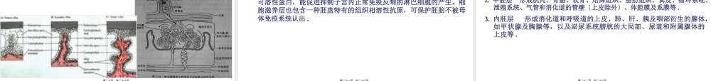 A-第4章--原肠形成.pptx