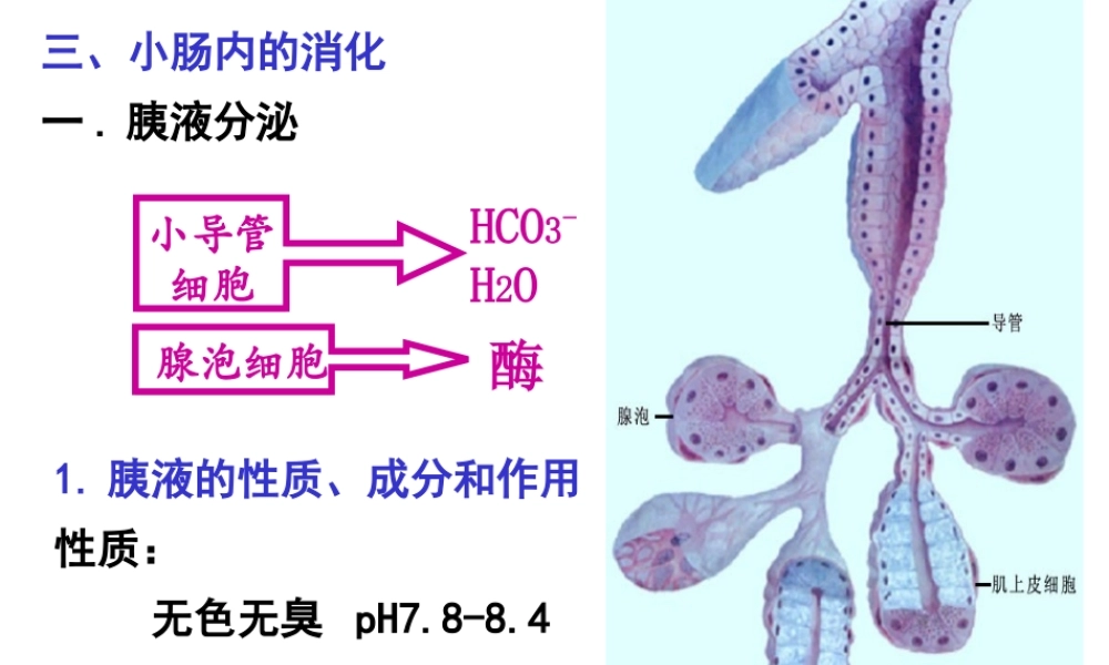 AC6消化2施建蓉.pptx