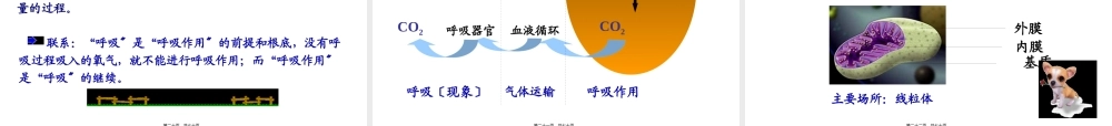 ATP的主要来源——细胞呼吸-(共69张ppt).pptx