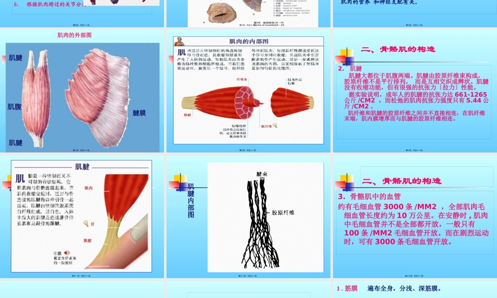 CH3-运动系统4-骨骼肌的概述.pptx