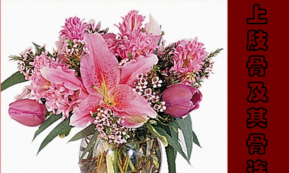 D上肢骨及其骨连结.pptx