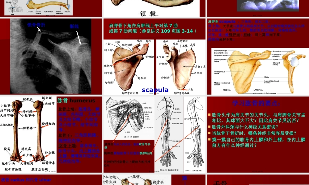 D上肢骨及其骨连结.pptx
