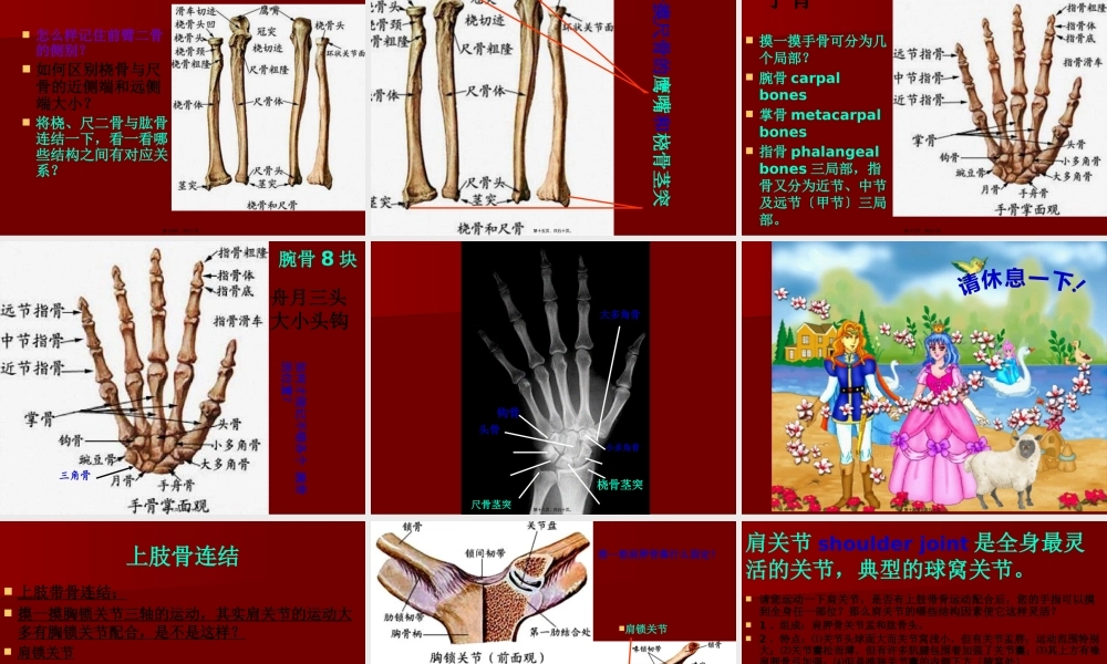 D上肢骨及其骨连结.pptx