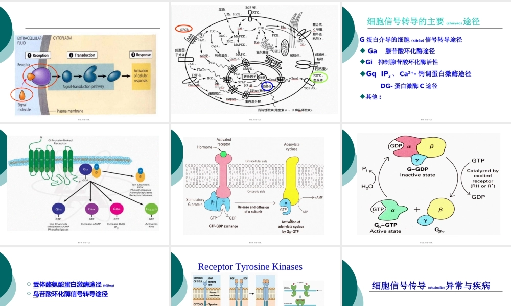 2022年医学专题—细胞信号转导途径.ppt