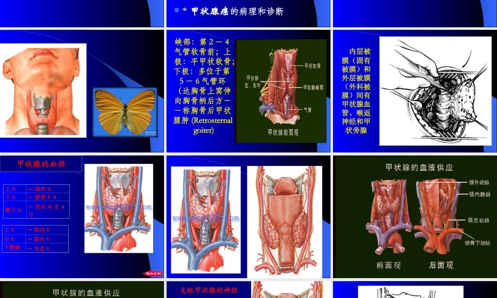 65内分泌科-甲状腺疾病教学教案.T(1).ppt