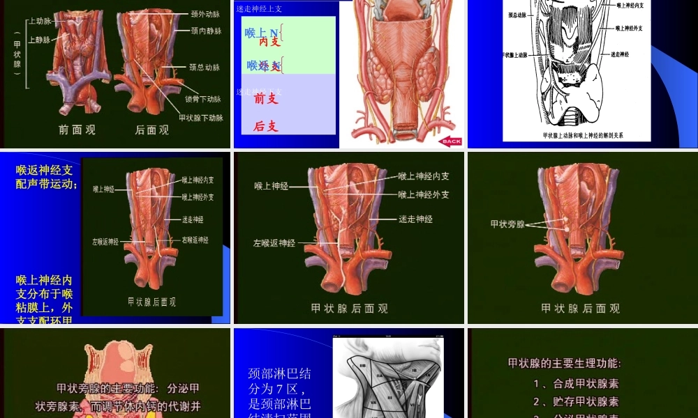 65内分泌科-甲状腺疾病教学教案.T(1).ppt