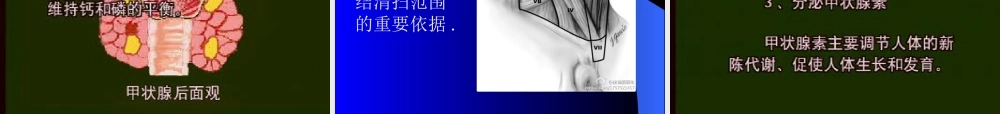 65内分泌科-甲状腺疾病教学教案.T(1).ppt
