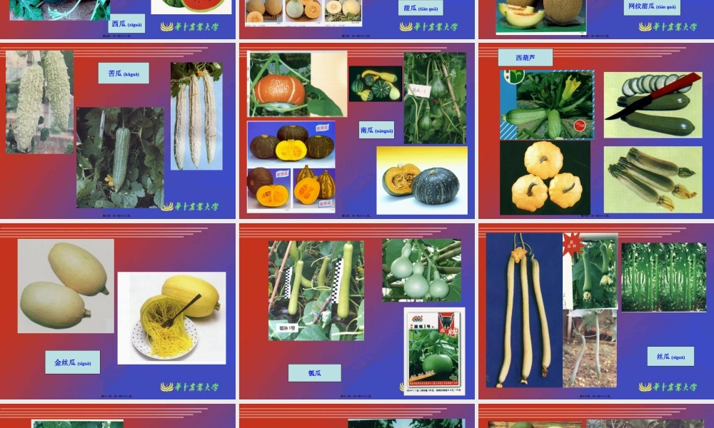 2022年医学专题—瓜类蔬菜栽培生理.ppt